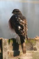 Female sparrow hawk