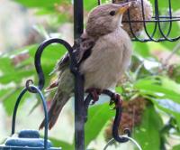 Juvenile Rose Coloured Starling. Very rare bird!