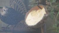 Starling devours twootz coconut