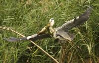 Grey heron with fish (tench?)