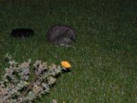 I do enjoy these TWOOTZ Suet Treats & Dried Mealworms