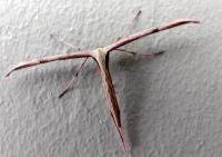 Plume moth