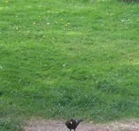 This is 1 little male blackbird waiting outside my door for me to feed him :0)