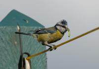 Bluetit with grub