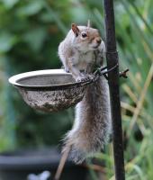 Squirrel on feeder 01