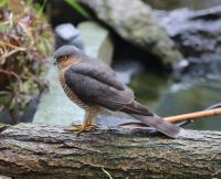 Sparrowhawk