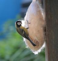 Great Tit with dog hair