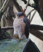 Sparrowhawk