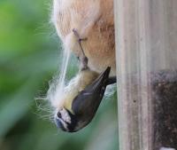 Bluetit on doghair