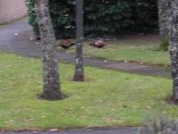 2 male Pheasants having a territory battle in my garden