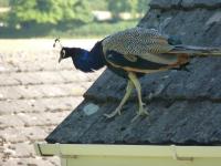 A peacock on the roof of our house!