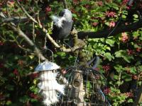 one of the Jackdaws collecting horsehair bedding