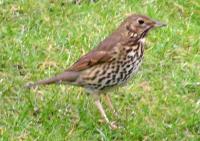 SongThrush