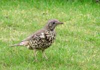 Mistle Thrush