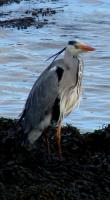 not the back garden but Penrhos nature reserve..but they have been known to visit our Koi pond!