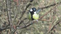 Heres looking at you ...great tit
