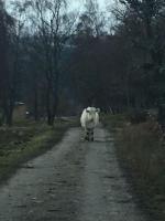 Cow in wild following me!