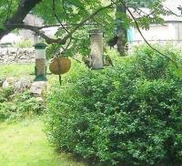 Goldfinches feeding in my garden with Blackbird