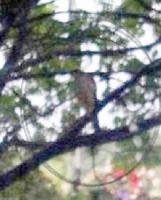 Sparrowhawk in my garden