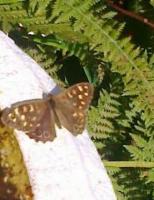 Butterfly photo taken in Douglas Isle Of Man