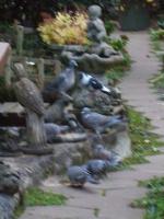 We seem to have a racing pigeon joining in to the feast.