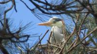 Heron says 'I'm sitka spruce!