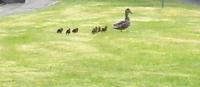 Awoke to this beautiful sight of mummy duck and her 7 little ducklings