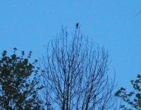 Blackbird singing at night