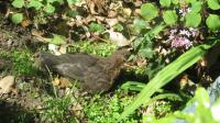 Baby Black bird chick basking in the sun