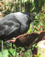 Jackdaw with full crop of mealworms