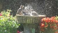 Bath time starling chicks