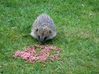 Early morning visitor enjoying Twootz suet pellets.