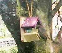 Young Starling eating utterly peanut butterly from the feeder for the first time by him/herself