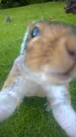 Squirrel selfie