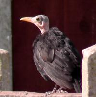 Please do you sell wigs for birds?