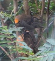 Drudwy Pen Goch -Red head starling.. there are 4 altogether vivid red heads!