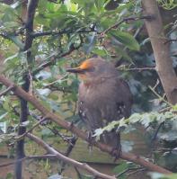 Red head starling