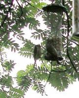 Blue Tits Feeding Back Garden