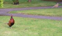 Male and Female Pheasants Front Garden