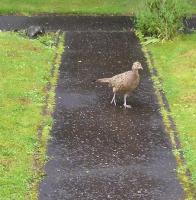 Female Pheasant At My Door For Food