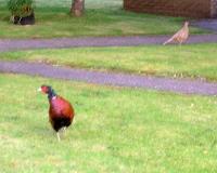 Male Pheasant In My Garden Posing: "Is This My Best Side" He Says?:0)