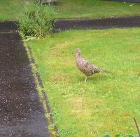 Female Pheasant In My Front Garden Waiting For Food