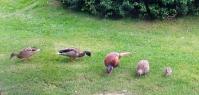 Pheasant Family Including Baby (And 2 Ducks) Back Garden