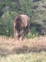 Gorgeous Wild Deer Nearby Me