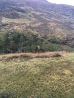 Took this photo of a wild deer in the hills near to me in Scotland