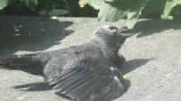 Jackdaw mesmerized in the sun