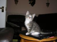 This is Whizzpurr. Less than a year old in this photo. She is now 8.
