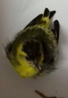 Young Siskin i found injured at my back door after flying into my window ; sadly, it didn,t survive the night despite my best efforts to save it  :0(