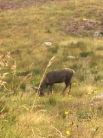 Reindeer in the Cairngorms, Scotland