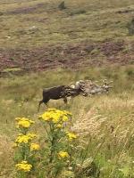 Reindeer in the Cairngorms, Scotland